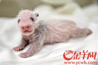 ​大熊猫“隆隆”升级当妈妈了