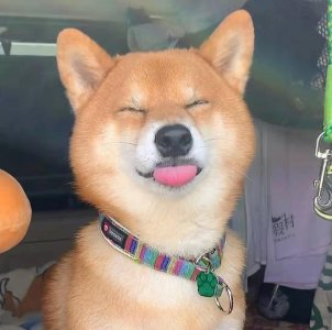 ​柴犬笑是真的笑吗？柴犬开心所表达的方式是什么？