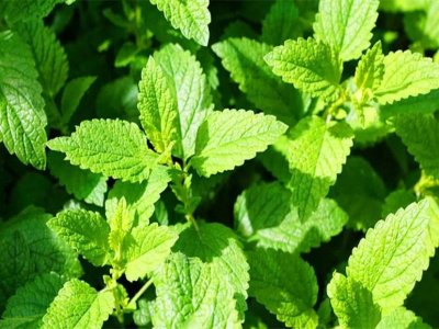 ​薄荷是一种什么样的植物