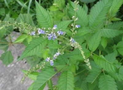 ​牡荆有什么利用价值？