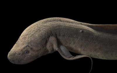 ​“肺鱼”靠什么呼吸？为何能在干土里生存4年之久