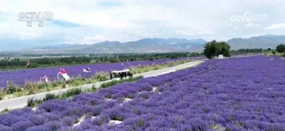 ​薰衣草进入盛花季 紫色“浪漫之旅”带火新疆伊犁旅游