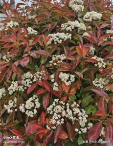 ​园林绿化之王——石楠