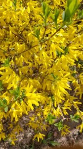 ​金钟花是一种什么样的植物？