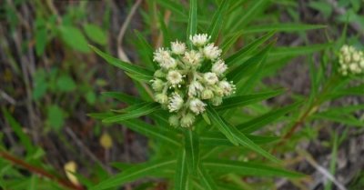 ​扯根菜也叫赶黄草，它是一种什么样的植物