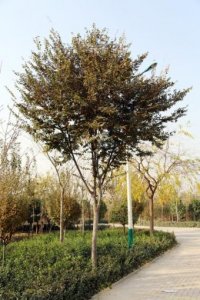 ​被市场低估的优质乡土树种——榉树