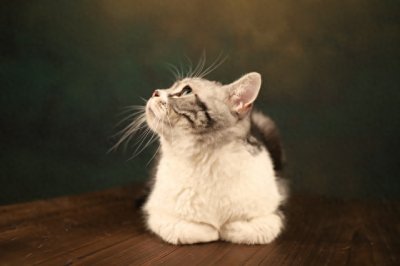 ​猫常常会发出的“咕噜咕噜”的声音这个声音背后藏着什么秘密？