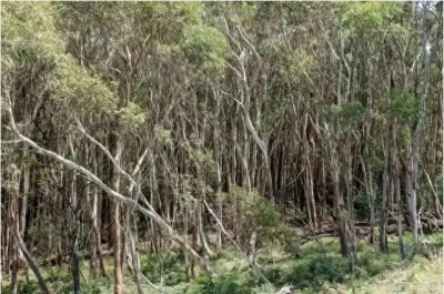 ​桉树竟然有毒？广西的种植决策到底受到了什么影响？