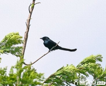 ​全身羽毛深黑色的小鸟---黑卷尾欣赏