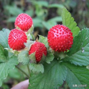 ​香甜美味的野生草莓——野草莓