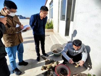 ​无棣：拟穴青蟹池塘养殖试验取得成功
