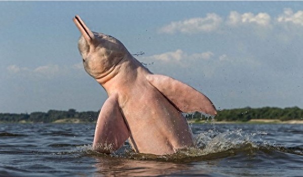 激萌粉红色海豚，因其特殊肤色遭人捕，成濒危物种