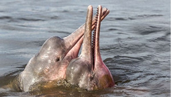 激萌粉红色海豚，因其特殊肤色遭人捕，成濒危物种