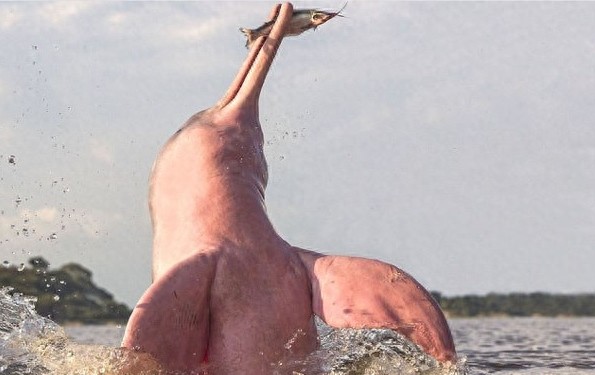 激萌粉红色海豚，因其特殊肤色遭人捕，成濒危物种