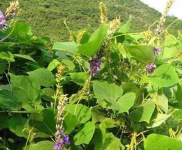 ​野生葛根品质上乘，葛根全身都是宝，蝶形花冠，紫红色
