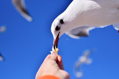 ​海埂大坝是昆明看海鸥的一个不错选择，很多游客慕名而来！
