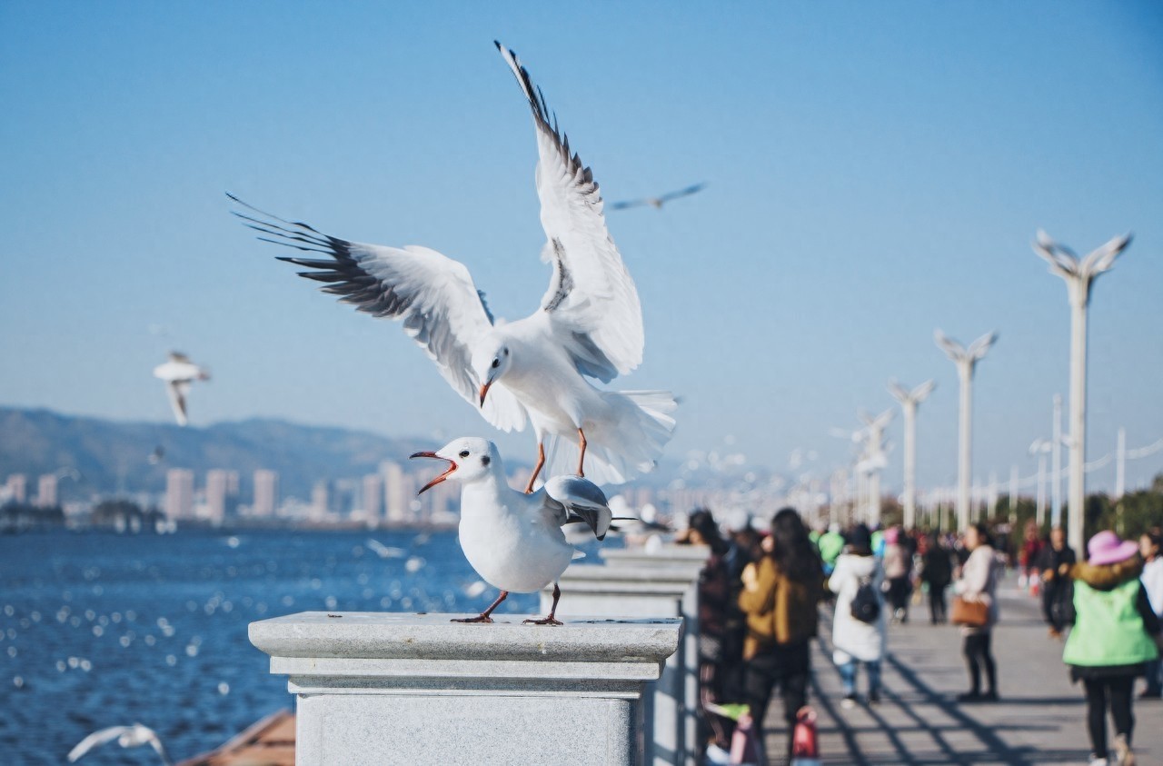 海埂大坝是昆明看海鸥的一个不错选择，很多游客慕名而来！