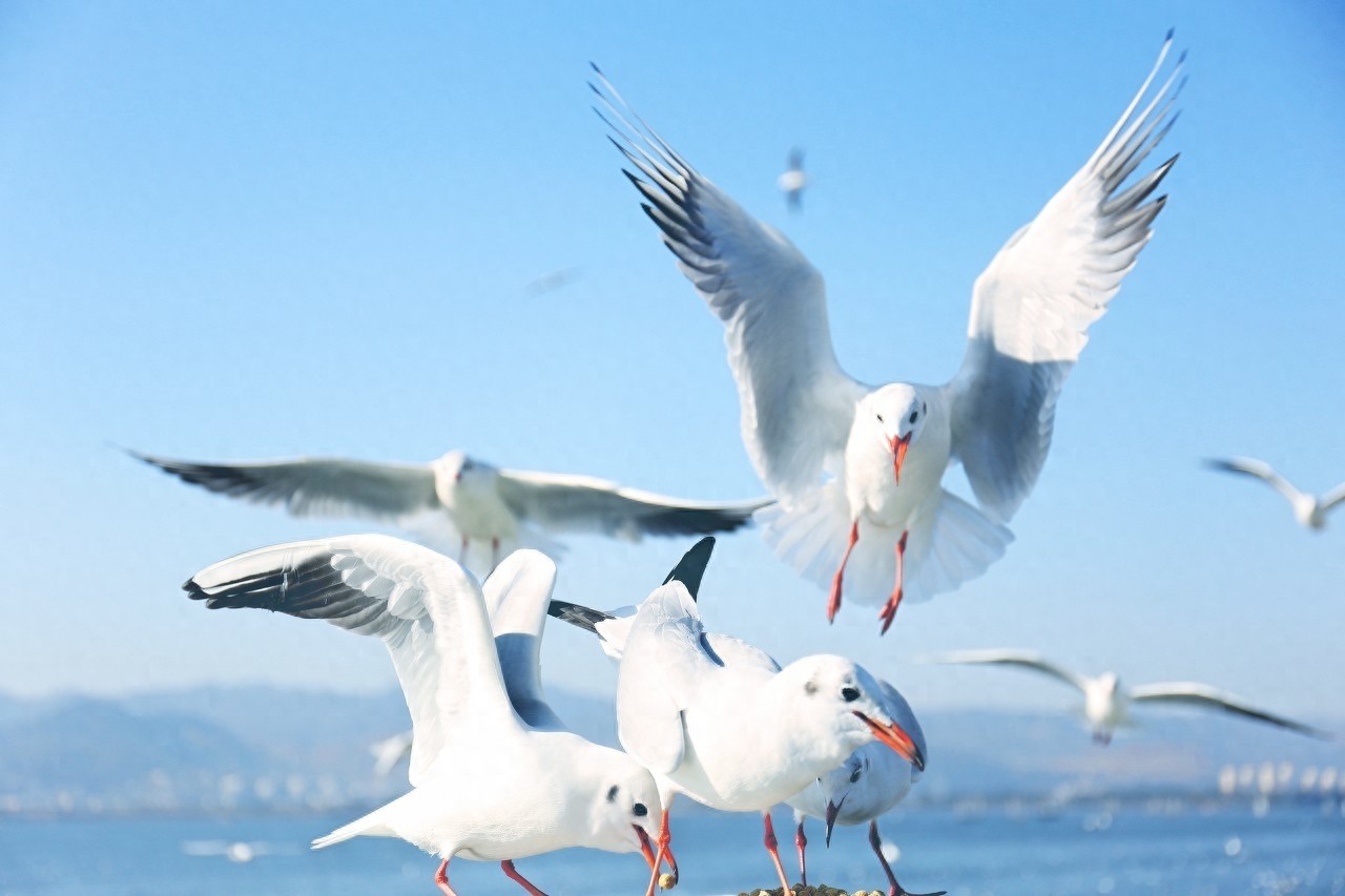 海埂大坝是昆明看海鸥的一个不错选择，很多游客慕名而来！