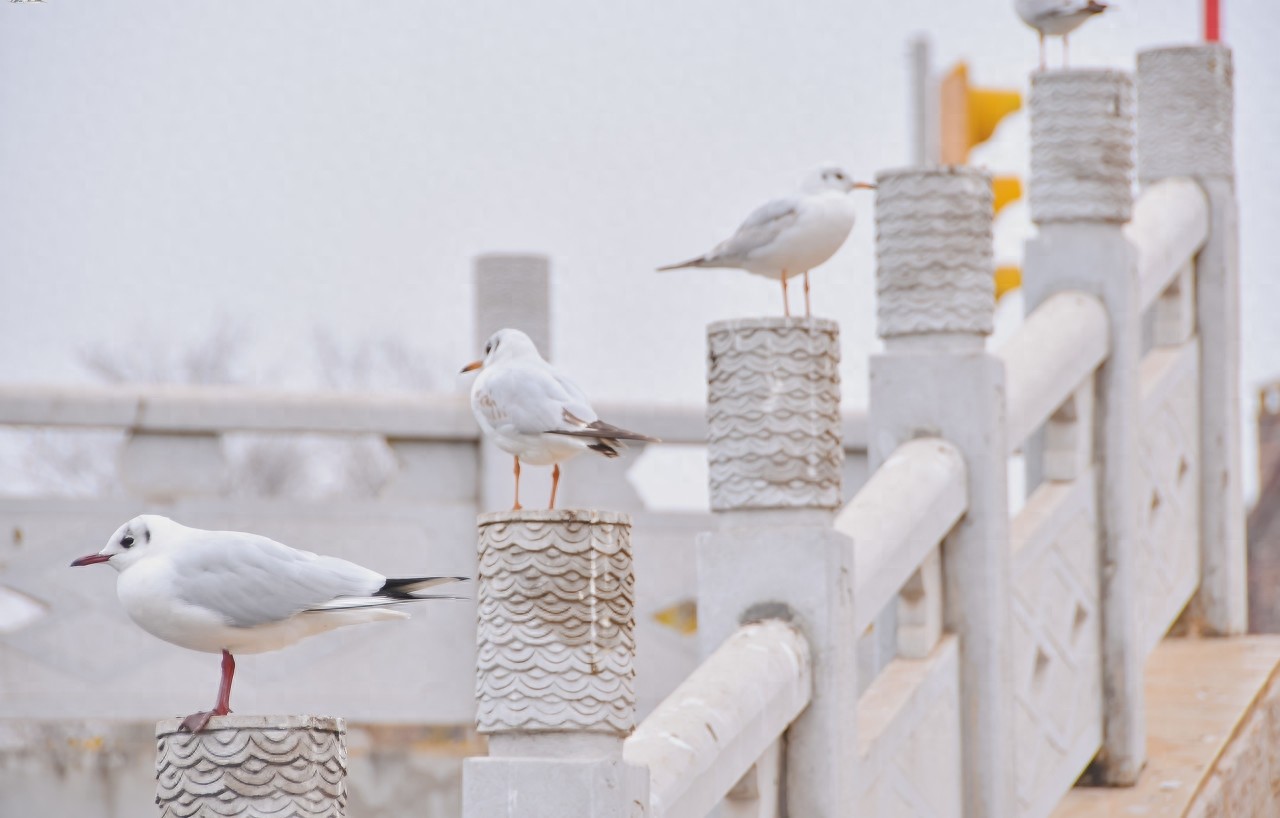 海埂大坝是昆明看海鸥的一个不错选择，很多游客慕名而来！