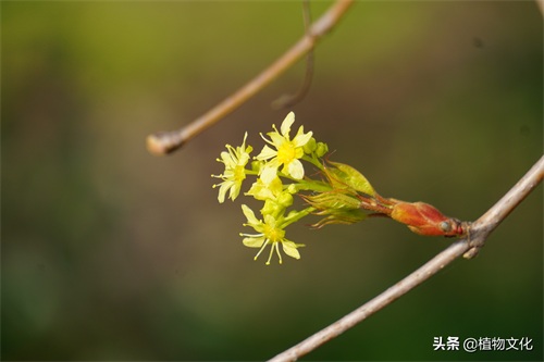 植物图鉴:元宝槭