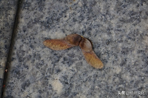 植物图鉴:元宝槭