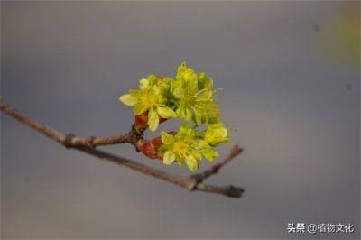 ​植物图鉴：元宝槭