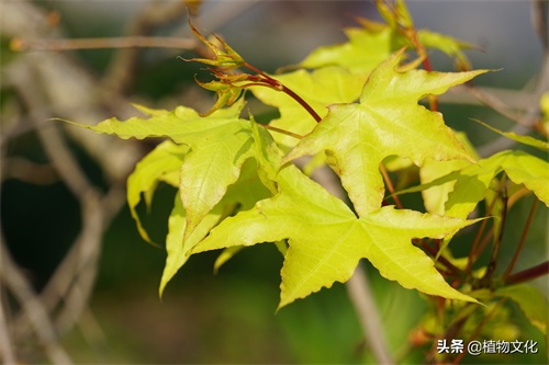 植物图鉴:元宝槭