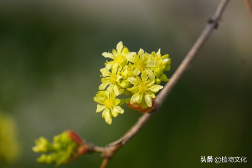 植物图鉴:元宝槭