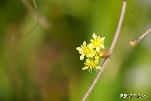植物图鉴:元宝槭