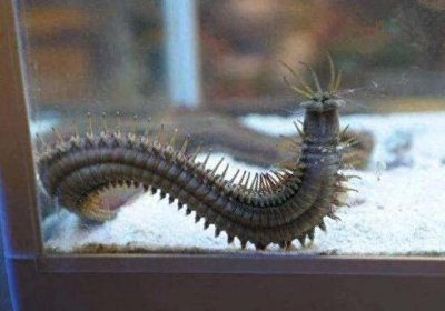 ​没有大脑的杀手—博比特虫