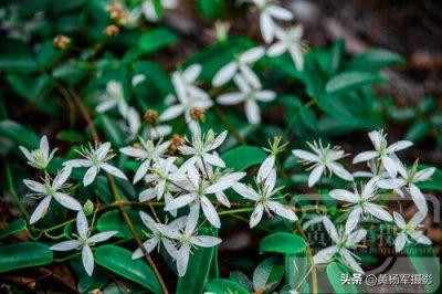 ​山间绽放的威灵仙花，洁白的花朵美丽迷人