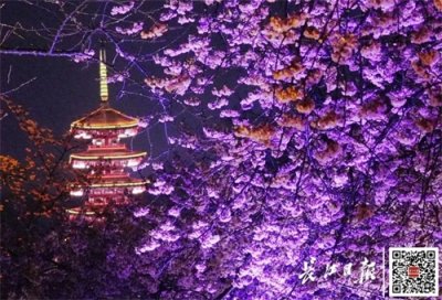 ​东湖樱花园启幕，夜游赏樱延长至22时！