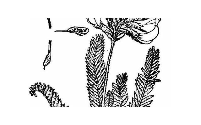 150种多肉植物图片名称(多肉植物大全图片名称) 150种多肉植物图片名称(多肉植物大全图片名称)