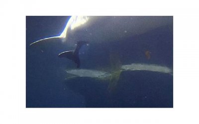 ​性生活小游戏有什么？