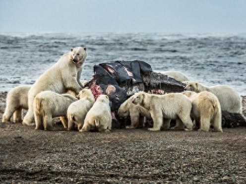 北极熊群聚享鲸肉大餐,吨级尸体瞬间消失