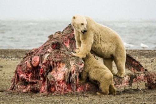 北极熊群聚享鲸肉大餐,吨级尸体瞬间消失