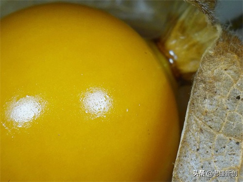 灯笼果,神奇包装,独特风味。包括显微视角。