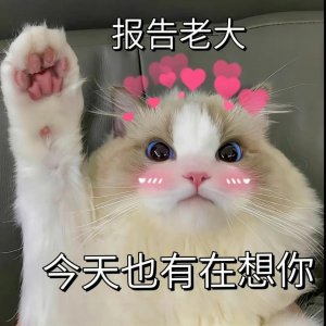 ​一组情侣聊天实用的表情包