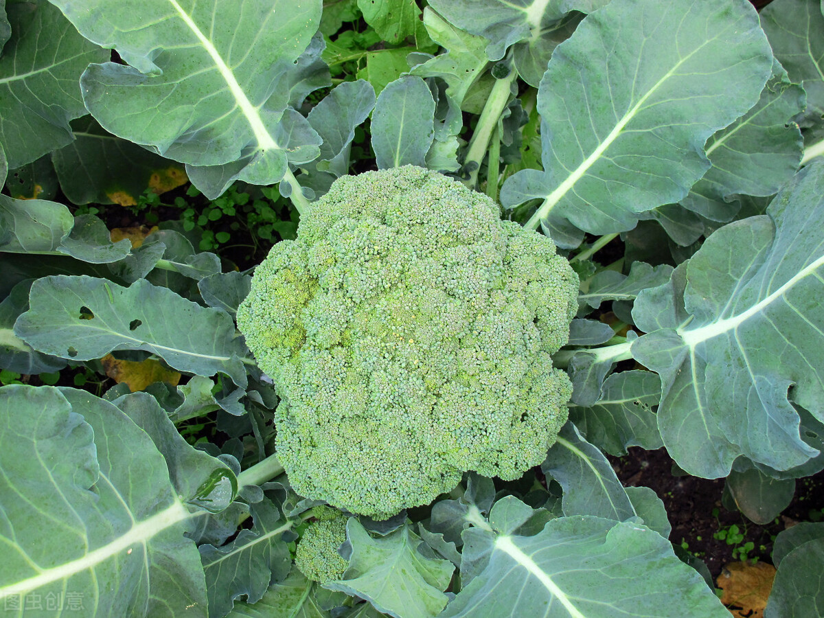 西兰花什么时候种最合适(西兰花种植时间和方法)