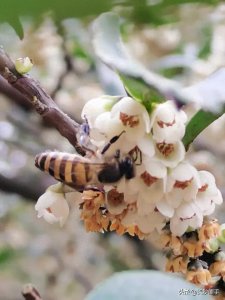 ​桂花蜜你不知道的知识 文／图／伍国强