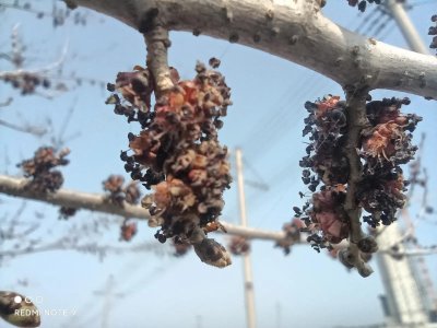 ​榆树钱大家都见过，榆树“花”你见过吗？