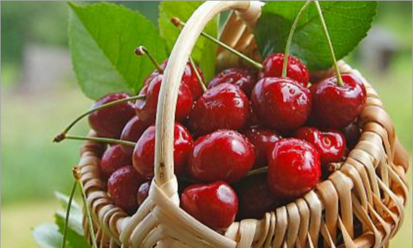 智利车厘子jd是什么等级,jd车厘子是什么级别图1