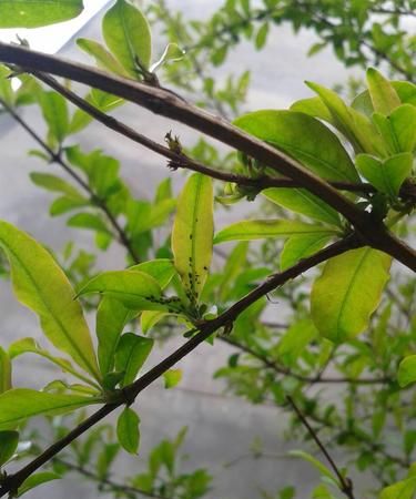 石榴虫子长什么样