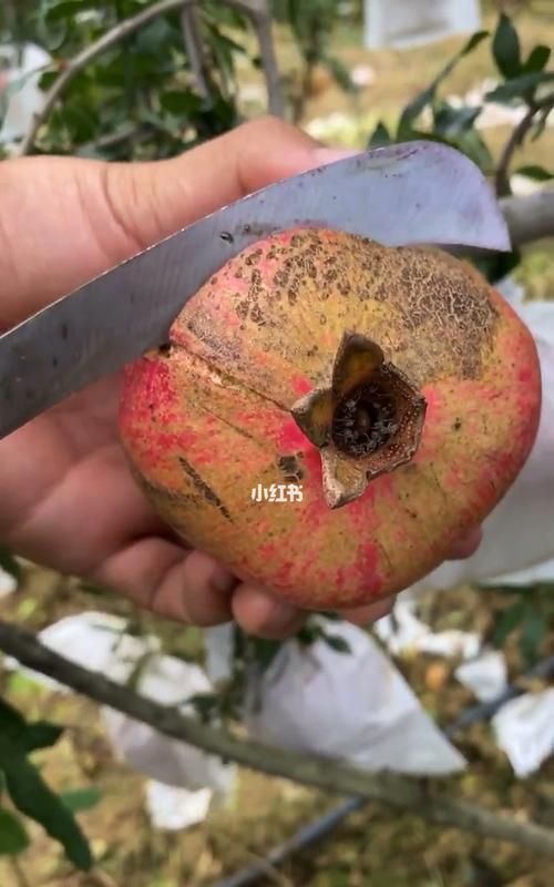 石榴内有小白虫怎么回事