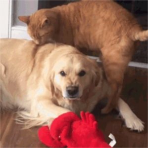 ​中型犬适合家养的狗图片（6种便宜又好养的中型宠物狗）