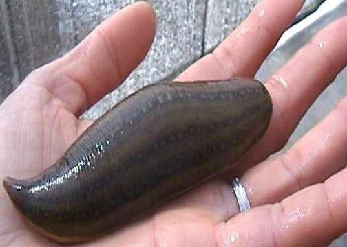 寄生蚂蟥生存在哪里