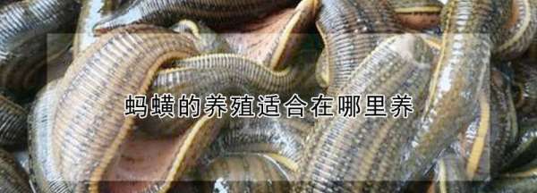 蚂蟥一般生长在哪里,水蛭生长环境图4