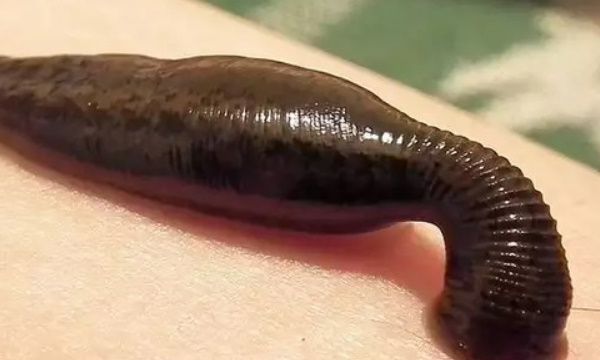 蚂蟥一般生长在哪里,水蛭生长环境图3