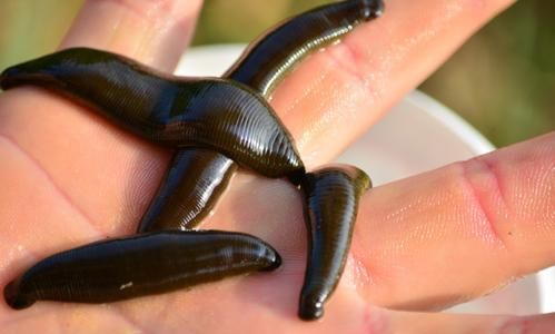 蚂蟥一般生长在哪里,水蛭生长环境