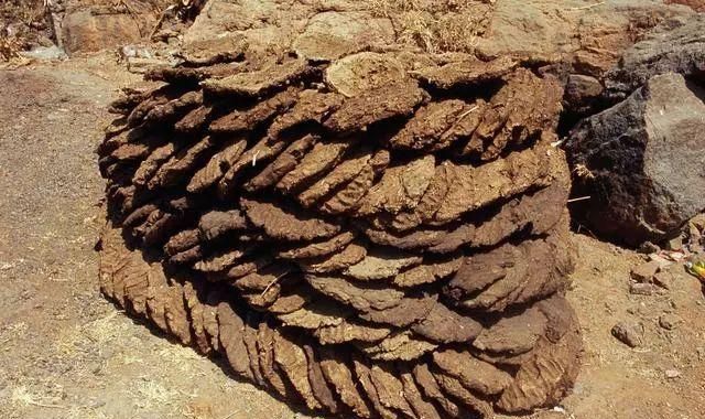 牛粪羊粪的用途与价值